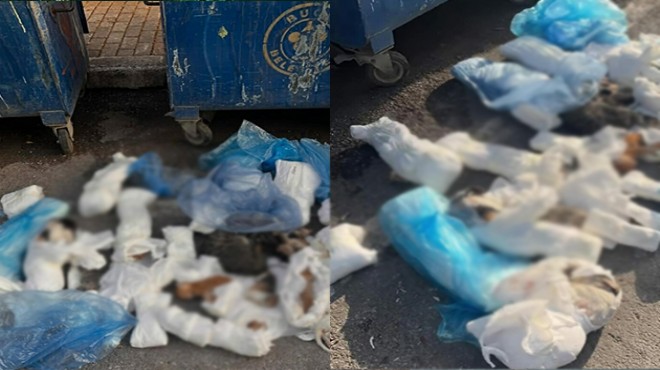 33 kedi katledilmişti: Gözaltına alınan veteriner için tutuklama talebi!