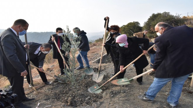 800 zeytin fidanı daha toprakla buluştu