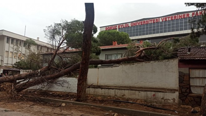 AK Partili Başkan dan Büyükşehir e  ağaç  tepkisi