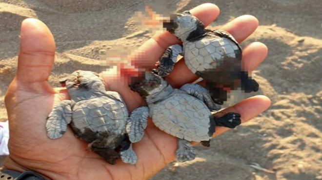 ATV li caretta caretta katliamı: Gönüllüyü de ezdiler!