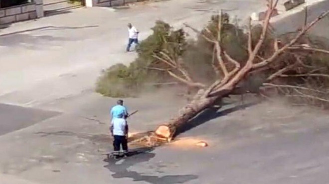 İzmir'de günden o ağaç kesimi: Bakan Kurum'dan da tepki geldi, Büyükşehir ne yanıt verdi?