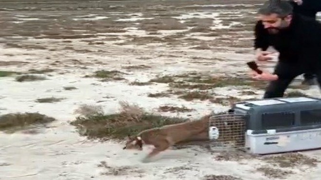 Ağır yaralı bulundu, İzmir’de ayağa kalktı