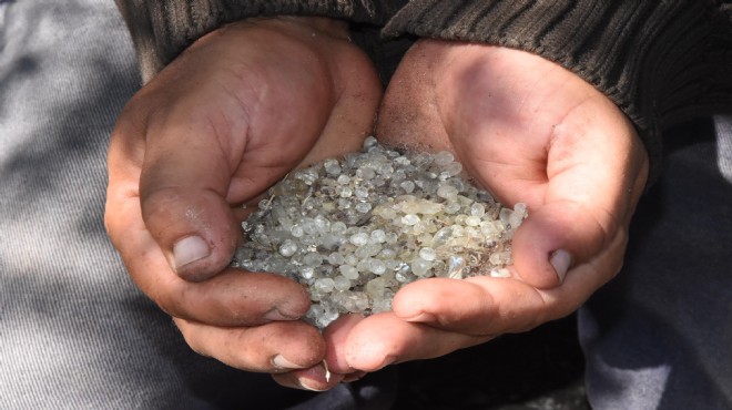 Alaçatı'da 40 yıl sonra ilk hasat!