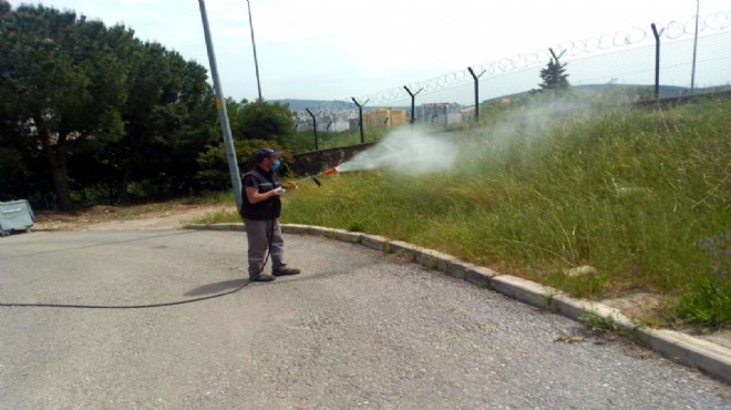 Aliağa'da sivrisinekle tam gaz mücadele!