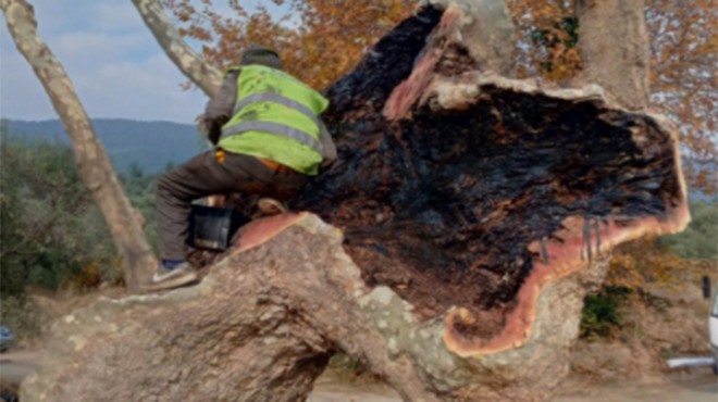 Anıt ağaçlar emin ellerde: Büyükşehir'den 2 yılda 120 hayat öpücüğü!