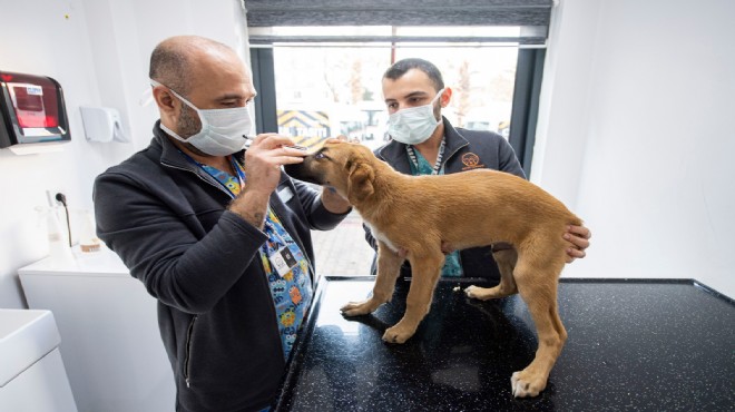 Aracın çarptığı yavru köpeği zabıta sahiplendi