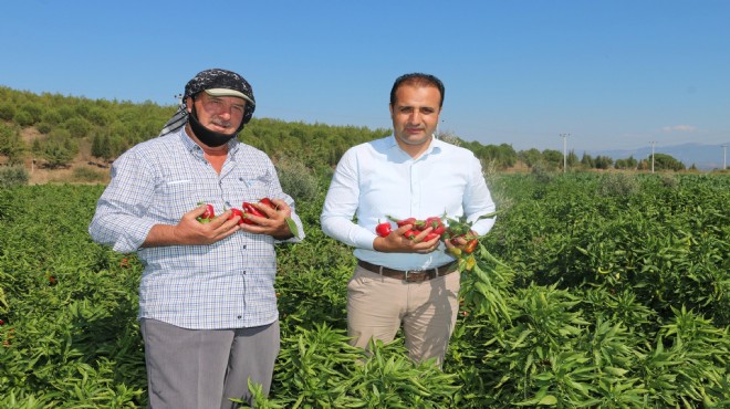 Arslanlar biberi isota meydan okuyor!