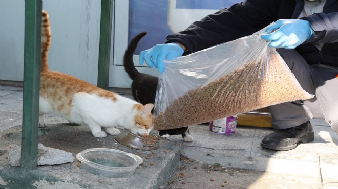 Artık gıdalar sokak canlarının maması olacak