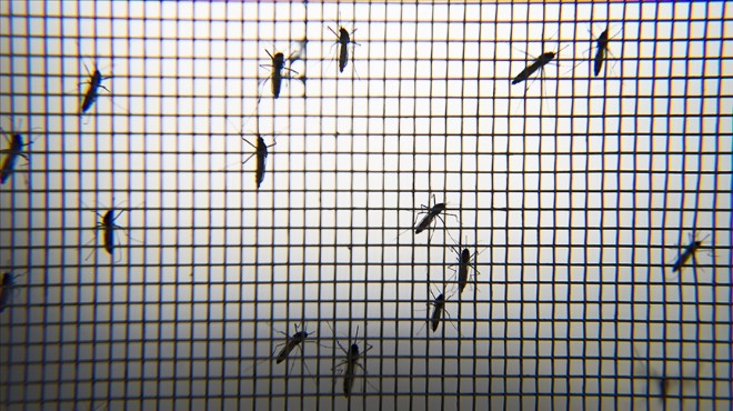 Asya Kaplan Sivrisineği alarmı: İzmir'de de görülüyor!