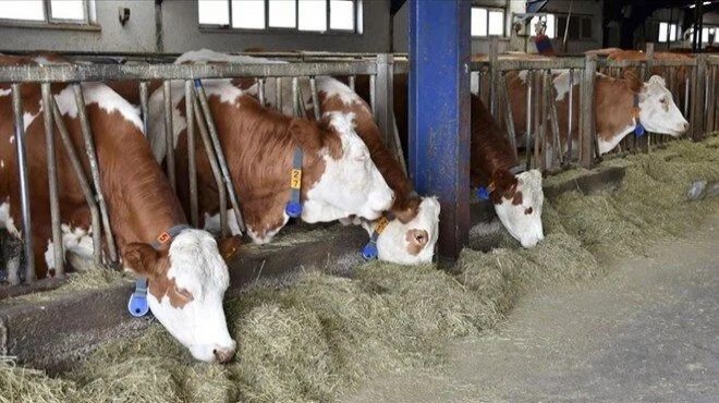 Bakanlık açıkladı: 8 işletmeye  şap  karantinası!