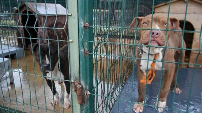 Bakanlık açıkladı: İşte kayıt altına köpek sayısı...