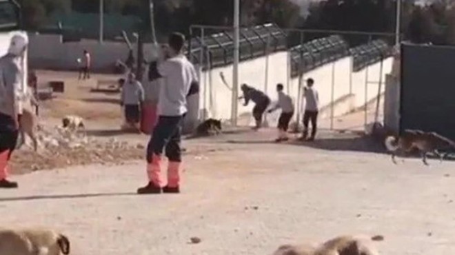 Bakanlık: O barınaktaki köpeklere muayene yapılacak