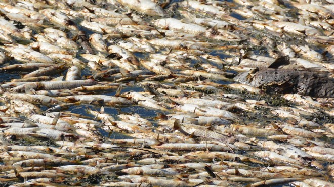 Bakırçay'da binlerce ölü balık kıyıya vurdu!