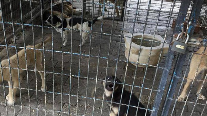 Baro açıkladı: O ilçede köpek katliamı soruşturması!