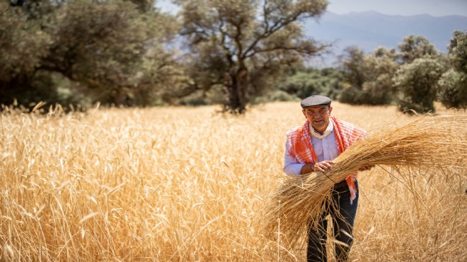 Başkan Soyer saz çavdarı hasadına katıldı