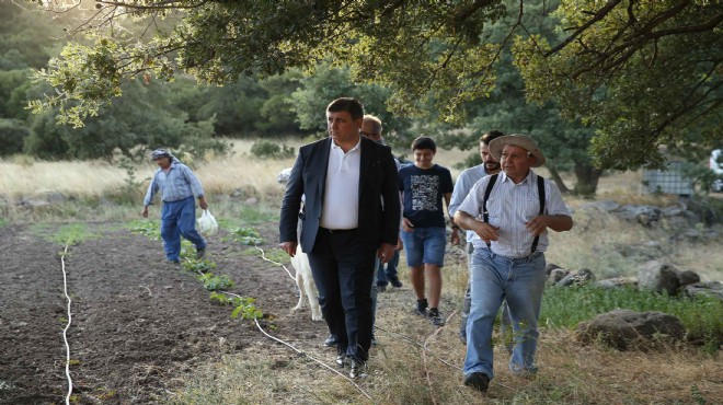 Başkan Tugay düğmeye bastı: Yamanlar Domatesi tezgahlara dönüyor