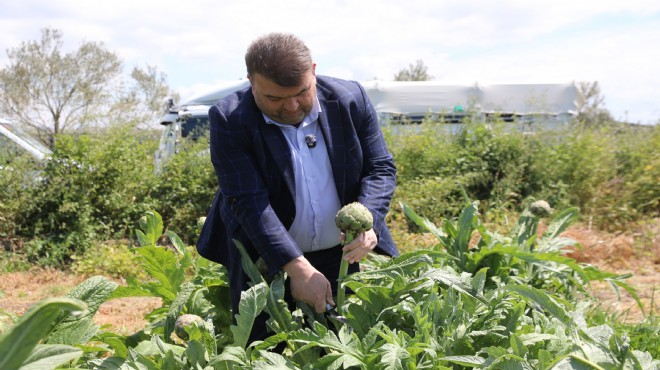 Başkan Yetişkin tarlaya indi, hasada katıldı!