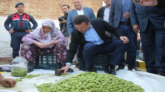 Bayındır da zeytin şöleni, Dağ dan ağaç raporu ve baraj müjdesi!