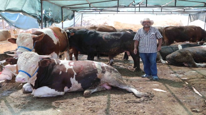 Bayraklı Belediyesi Kurban Bayramı'na hazır