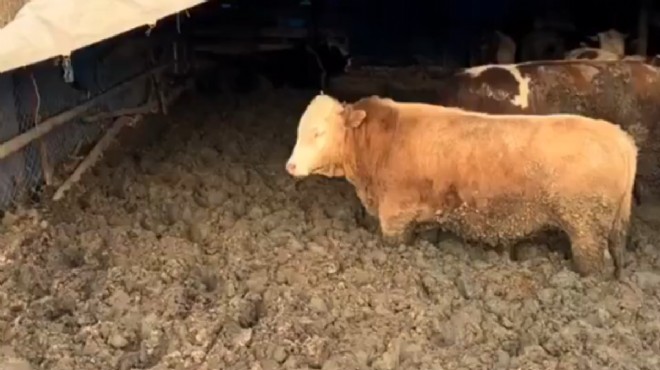 Bayrama 2 ay kala hayvanları çamura saplamışlar!