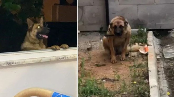 Bekçiyi ısıran köpek gözaltına alındı!