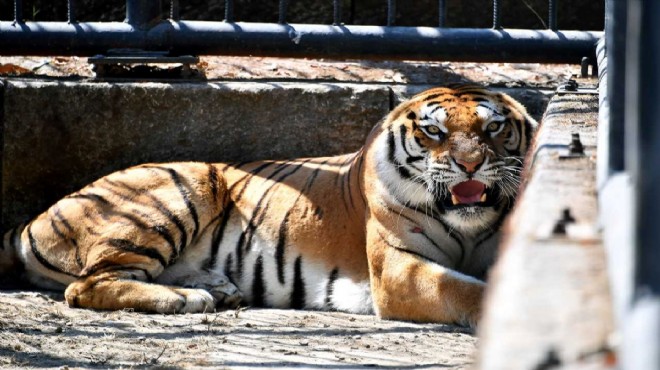 Bengal Kaplanı Nazlı Tarsus a taşındı!