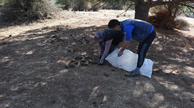 Bergama da hasat başladı, kilogram fiyatı altınla yarışıyor!