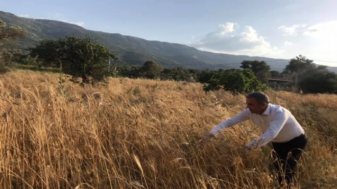 Beydağ'da Karakılçık Buğdayı hasadı