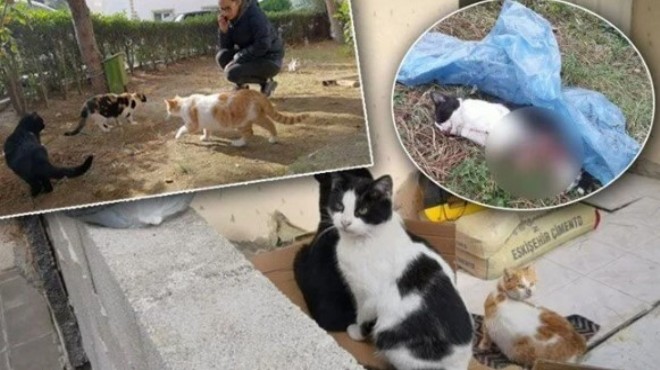Bir vahşet de Bursa'da: 5 ayda 4 kedi katliamı!