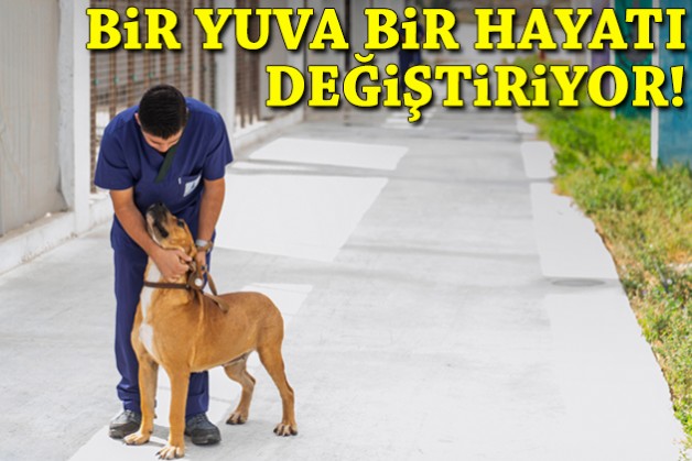 Bir yuva bir hayatı değiştiriyor!