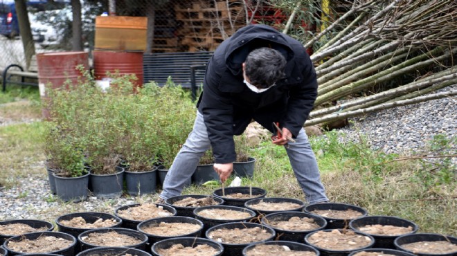 Bornova ayvasına ve narına da sahip çıkıyor!