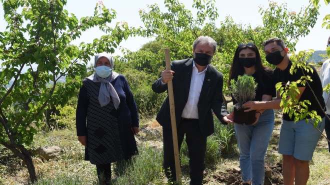 Bornova mis kokacak: Atıl arazi değerlendi