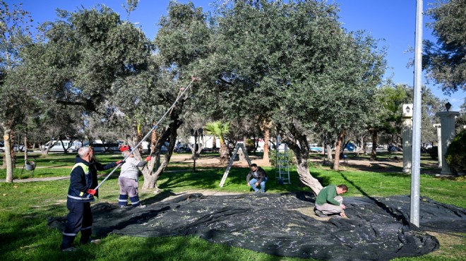 Bornova’da 1500 zeytin ağacında hasada başlandı