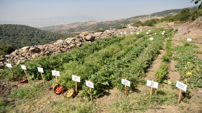 Bornova’da yerel üreticiye tohumdan fideye destek