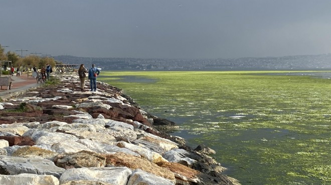 Bostanlı'da deniz, 'deniz marulu' ile kaplandı