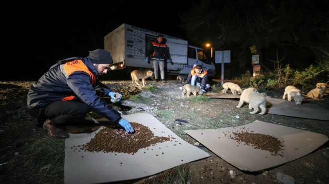 Buca Belediyesi 1 yılda 12 bin can dosta kucak açtı