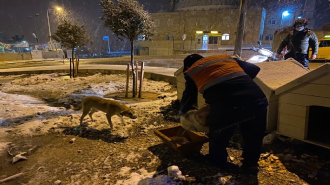 Buca Belediyesi kar altında kalan can dostları unutmadı