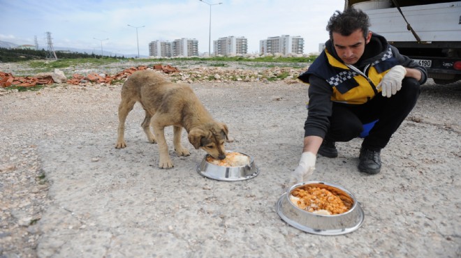 Buca'da can dostlara 'yaşam' desteği!