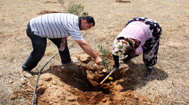 Buca da eğitime dev destek: Zeytin fideleri toprakla buluştu