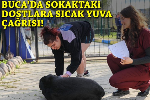 Buca'da sokaktaki dostlara sıcak yuva çağrısı