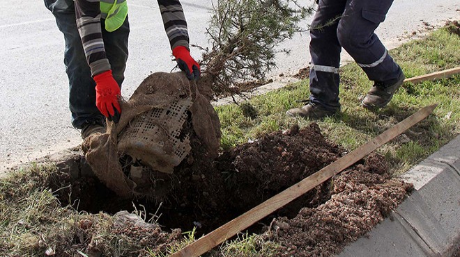 Buca yeşile bürünüyor: 7 ayda 3 bin 90 ağaç