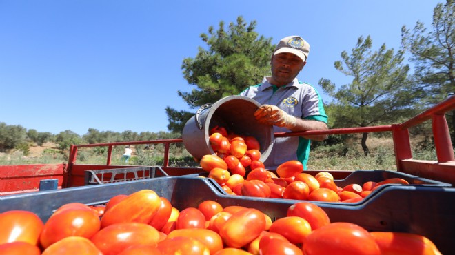 Buca’nın ürünleri bin 458 mutfağa bereket oldu