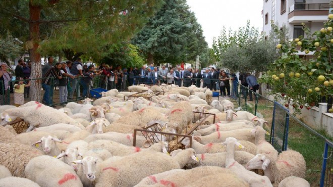 Büyükşehir Belediyesi'nde 34 üreticiye daha hayvan desteği