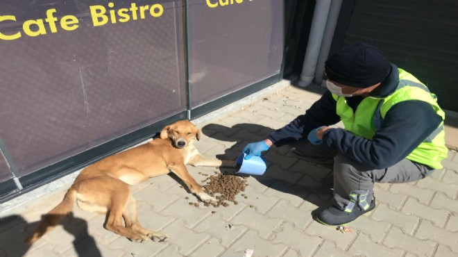 Büyükşehir can dostları unutmadı