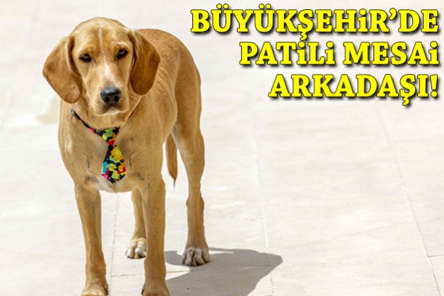 Büyükşehir'de patili mesai arkadaşı!