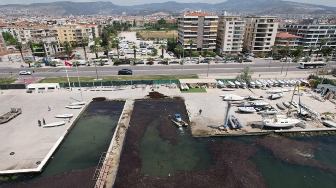 Büyükşehir'den deniz maruluna karşı seferberlik!