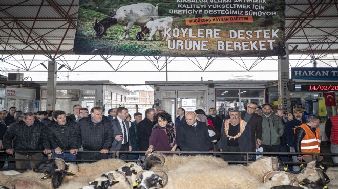 Büyükşehir'den hayvancılığa destek tam gaz!