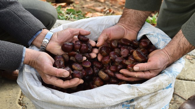 Büyükşehir'den kestane üreticisine 'hayati' destek!