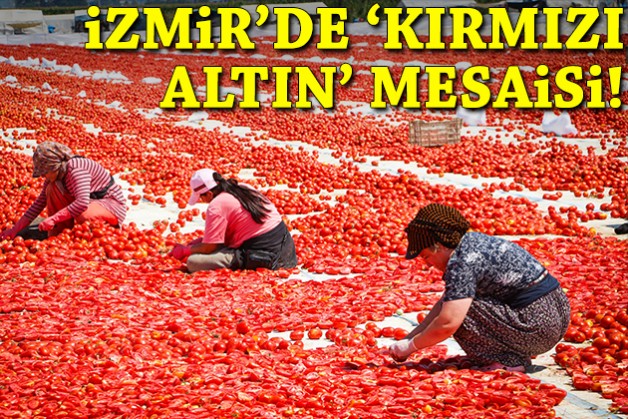 Büyükşehir'den 'kırmızı altın' mesaisi