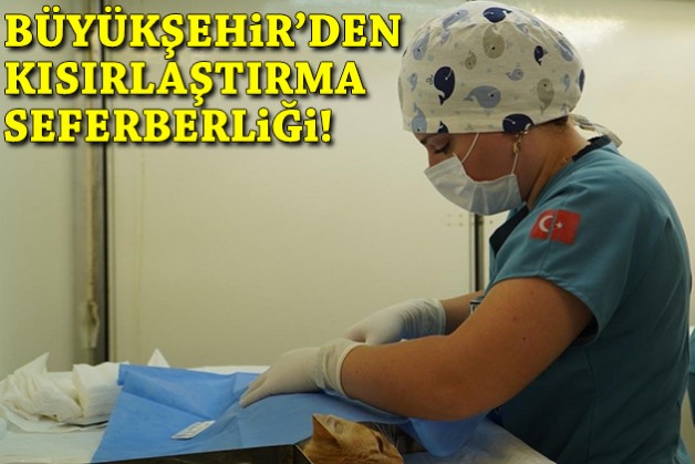 Büyükşehir'den kısırlaştırma seferberliği